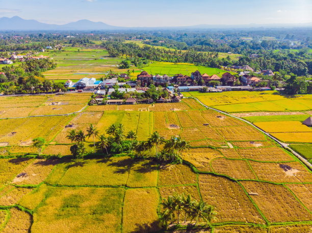 无人机拍摄的当地农民收割水稻的照片图片下载