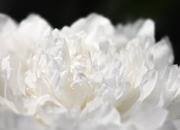 盛开的牡丹背景图片下载