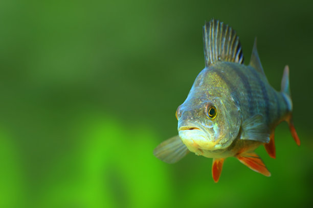 欧洲鲈鱼-河鲈的水下照片。图片与复制空间。图片下载