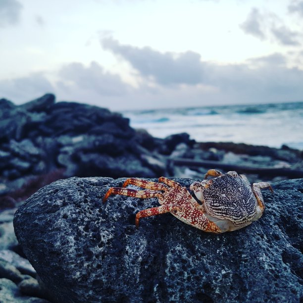 海洋生物图片下载