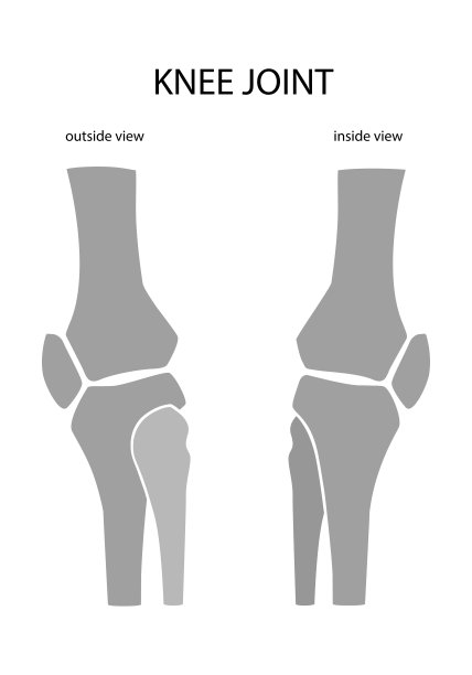 从外部和内部观察人类膝盖。平面设计图片下载