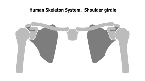 人体骨骼系统肩带。前视图解剖学。孤立在白色背景上。平面设计图片下载