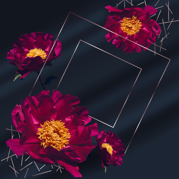 玫瑰金框架装饰洋红色牡丹在深色丝绸背景与文字空间图片下载