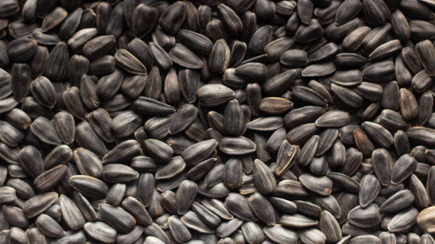 葵花籽，背景或纹理，高细节图片下载