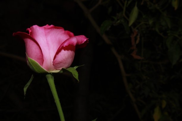 美丽的新鲜粉红玫瑰近距离。图片下载