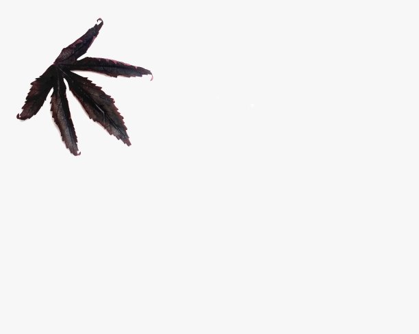 暗红色/深红色的枯叶在角落孤立在白色背景上。自然秋叶图片下载