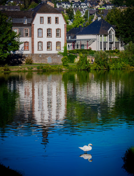 天鹅在Cochem附近的摩泽尔河上拍照图片下载