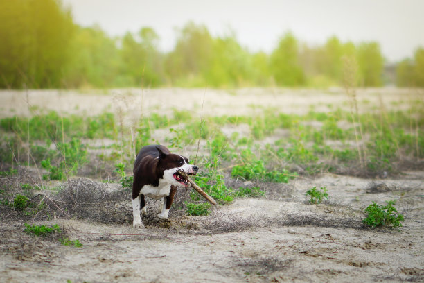 美国斯塔福德郡梗在奔跑时抓住空中的木棍。狗在夏天的公园里玩耍。金色的图片图片下载