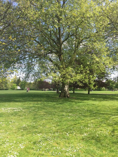 夏天的大树图片下载