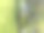 夏天的大树图片下载