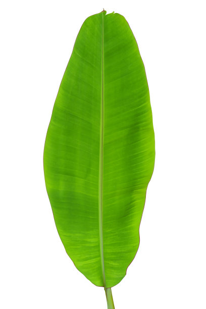 在白色上孤立的香蕉棕榈叶图片下载