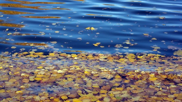 黄桦水上叶图片下载