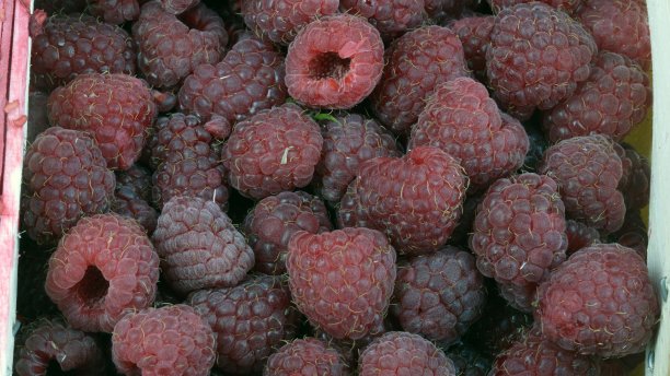 许多树莓在白天图片下载