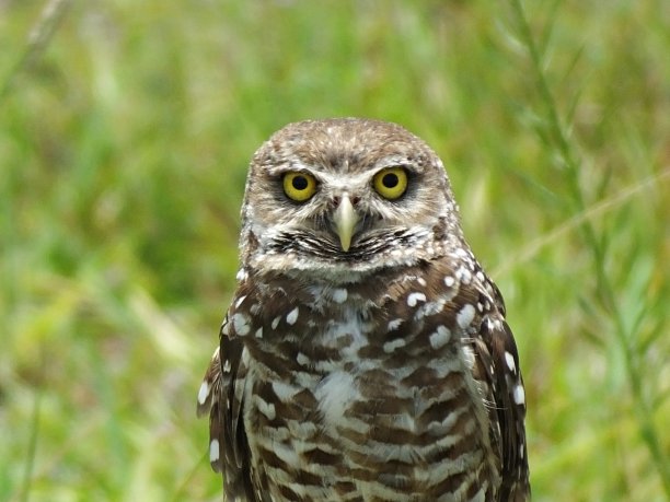 穴鸮(雅典娜cucularia)看着相机的特写图片下载