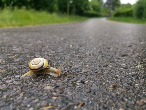 小木蜗牛在雨季穿过村庄小路的水平彩色图像图片下载