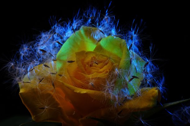 幻想白色天使图片下载