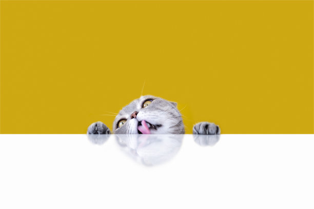 大眼睛调皮的胖猫舔着桌子图片下载