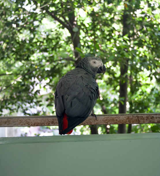 阳台上的红尾鹦鹉图片下载