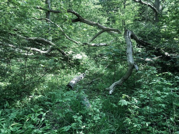 森林深处图片下载