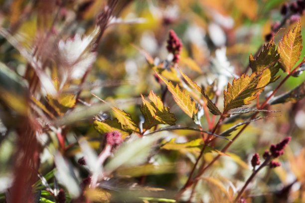 秋天的颜色的植物。近距离的照片与模糊的元素。图片下载
