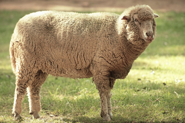 白天在农场放羊。图片下载