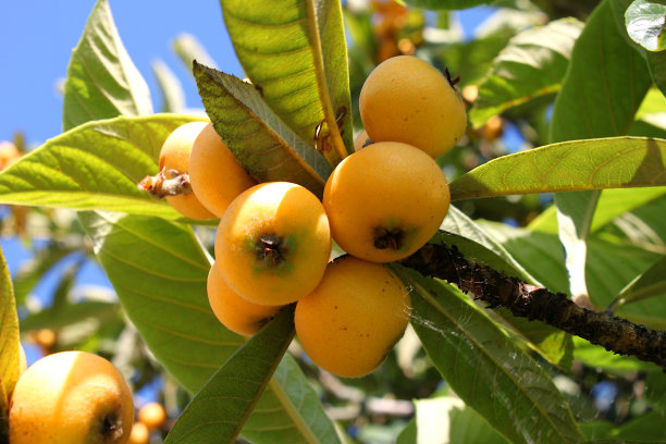 树上枇杷的成熟果实图片下载