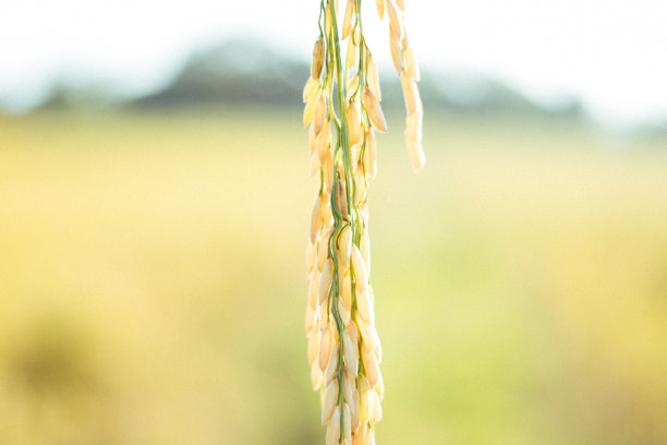 水稻的农民图片下载