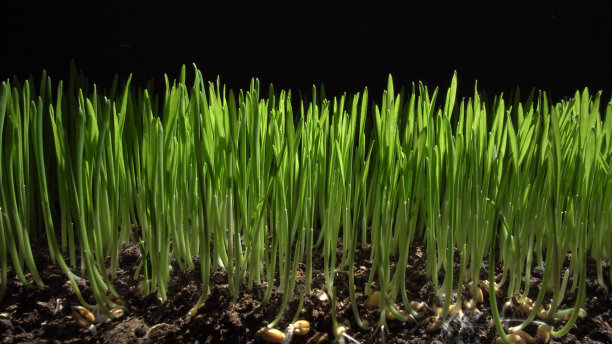 正在发芽的小麦芽图片下载