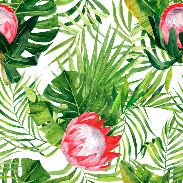 水彩异域印花，叶棕榈和protea花。白色背景上孤立的热带植物图案可作为背景纹理、包装纸、纺织品或墙纸设计。图片下载