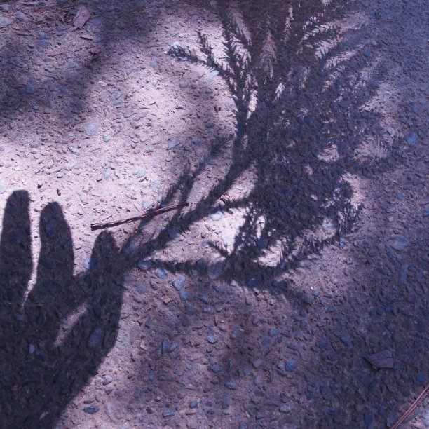 握着植物的手的影子图片下载