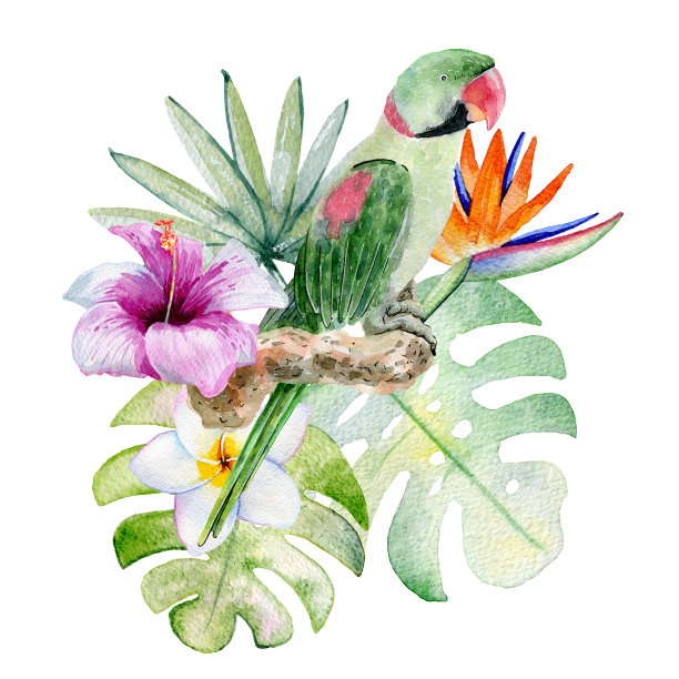 热带水彩插图图片下载