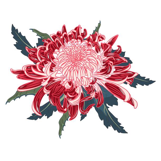 红菊花的花和叶组成。矢量插图。图片下载