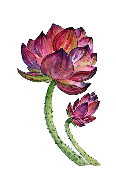 荷花水生植物原画水彩画图片下载