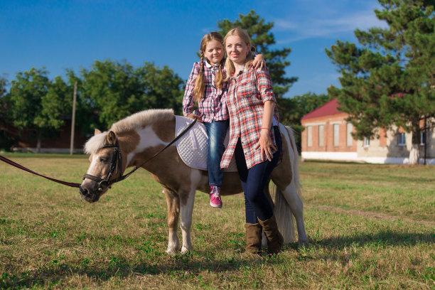 小马。景观。夏天图片下载