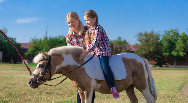 小马。景观。夏天图片下载