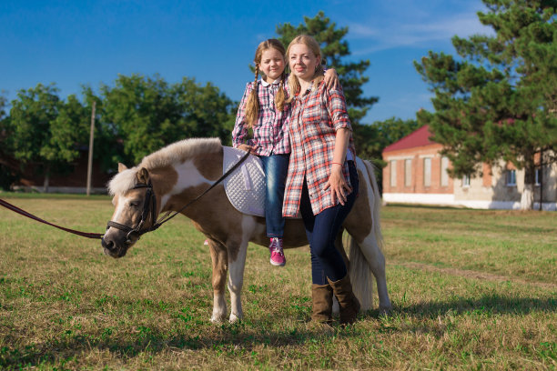 小马。景观。夏天图片下载
