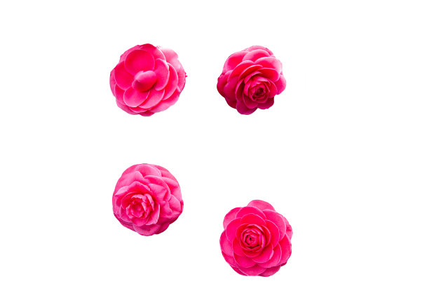 孤立在白色背景上的红粉色山茶花图片下载