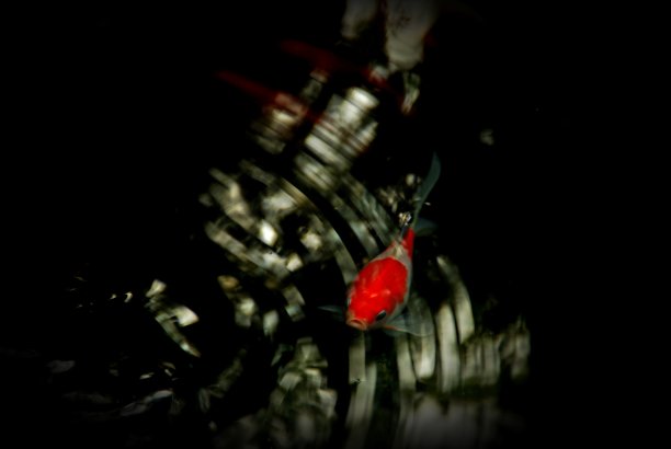 小池塘里的鱼图片下载