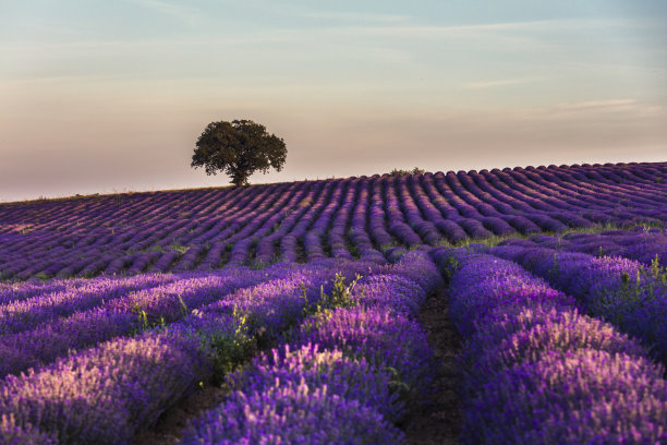 完美的领域图片下载