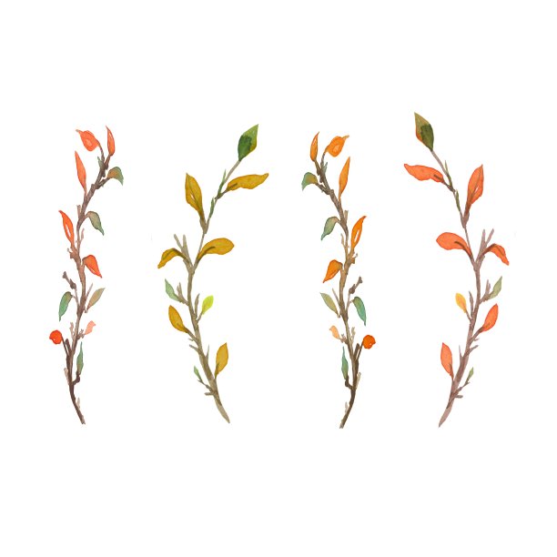 一套秋季水彩树枝。黄色的树叶和树枝是用水彩画出来的。适用于各类设计图片下载