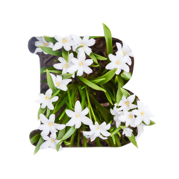 白色小花的英文字母B图片下载