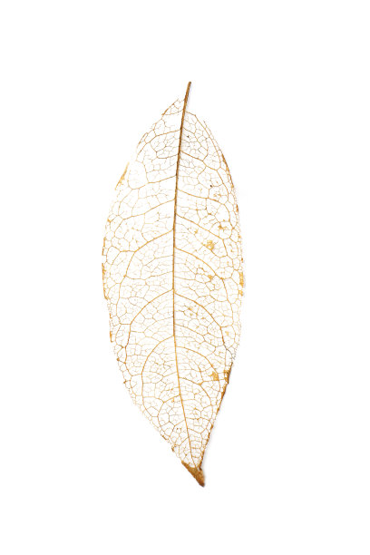 白色背景上带叶脉的干燥树叶图片下载