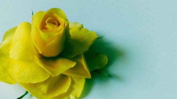 黄玫瑰。图片下载