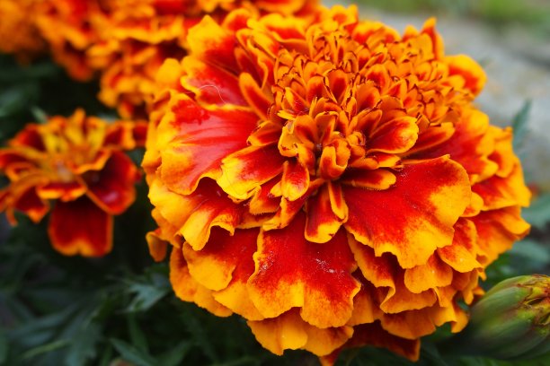 橙色花朵图片下载