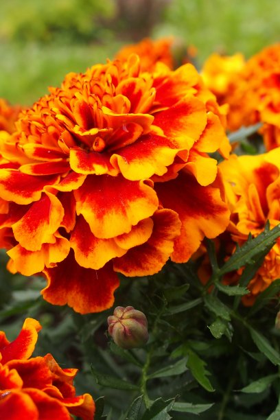 橙色花朵图片下载