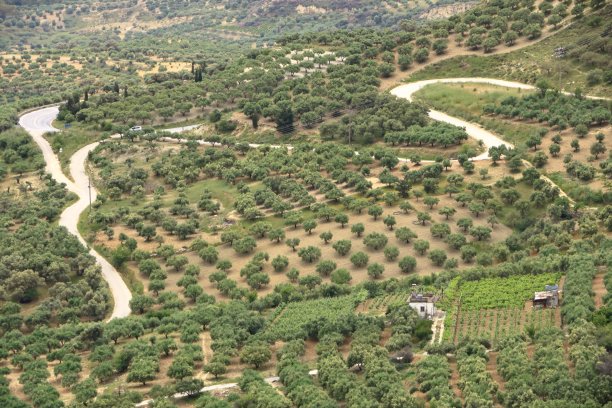 橄榄种植园克里特岛，希腊，欧洲图片下载