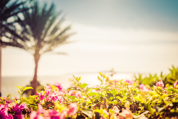 美丽的日落靠近海边椰子树，地平线，橙色的太阳和云彩图片下载