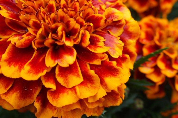 橙色花朵图片下载