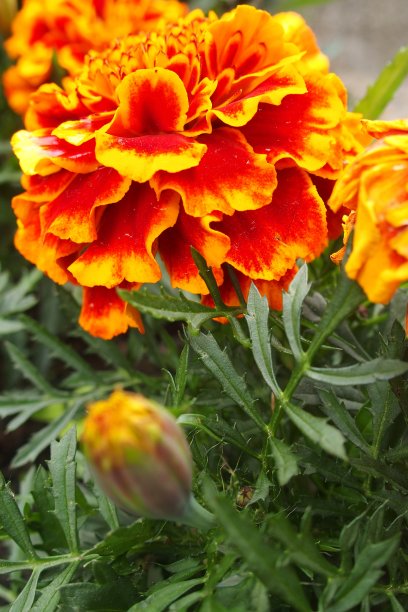 橙色花朵图片下载