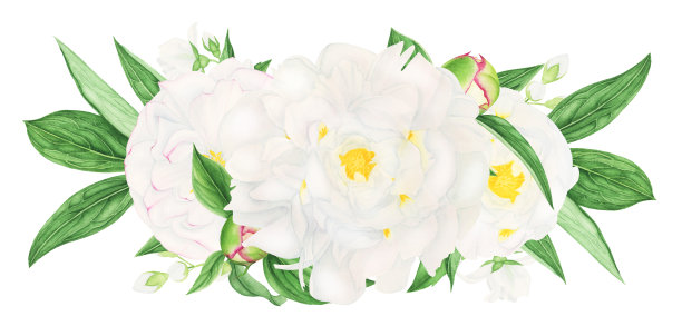 以白色牡丹和茉莉花作构图，水彩画。素材图片